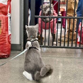 Domestic Short Hair Cats Available for Adoption - Brisby | PetCurious