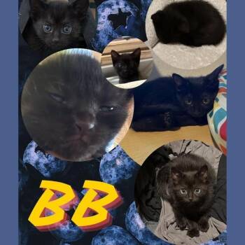 BB -  Domestic Short Hair Cat for Adoption in Orangevale, California - BB | PetCurious