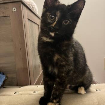 Tortoiseshell Cats Available for Adoption - Gizmo  | PetCurious