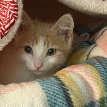 Cheesepuff -  Domestic Short Hair Cat for Adoption in Troy, Virginia - Cheesepuff | PetCurious
