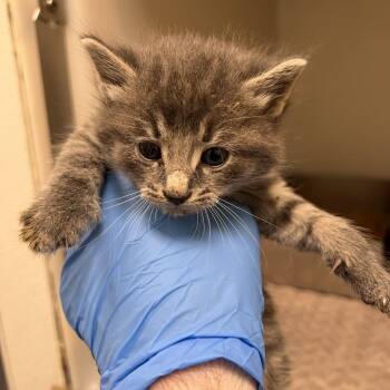 72822 -  Domestic Medium Hair Cat for Adoption in Harrisonburg, Virginia - 72822 | PetCurious