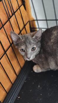 Domestic Short Hair Cats Available for Adoption - Blakley (barn) | PetCurious