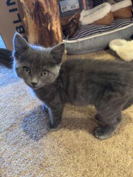 Jessie -  Domestic Short Hair Cat for Adoption in Gardnerville, Nevada - Jessie | PetCurious