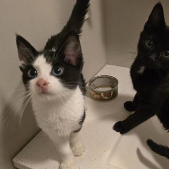 Bluey C11573 -  Domestic Short Hair Cat for Adoption - Bluey C11573 | PetCurious