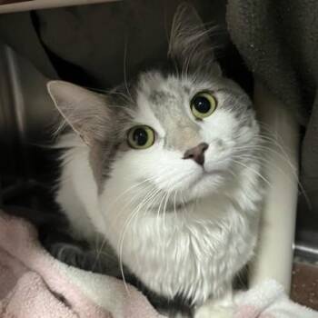 Armstrong -  Domestic Long Hair and Domestic Short Hair Cat for Adoption in Wheaton, Illinois - Armstrong | PetCurious