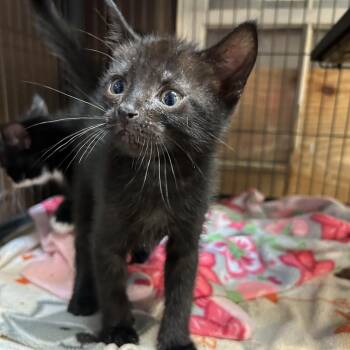 Cartman -  Domestic Short Hair Cat for Adoption in Enterprise, Alabama - Cartman | PetCurious