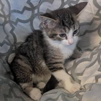 Rumi -  Domestic Short Hair Cat for Adoption in Las Vegas, Nevada - Rumi | PetCurious