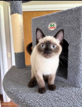 Marky Napa -  Siamese Cat for Adoption in Napa, California - Marky Napa | PetCurious