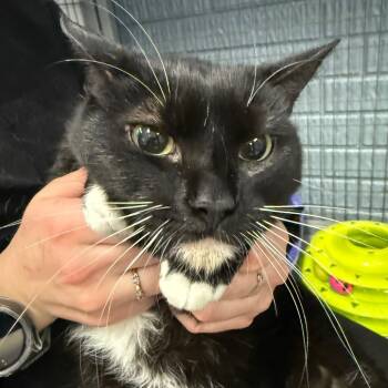 Rescue Domestic Medium Hair Cats for Adoption in Ruckersville, Virginia - Amelia | PetCurious