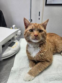 Domestic Short Hair Cats Available for Adoption in Medfield, Massachusetts - Georgie | PetCurious
