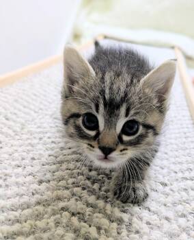 Banana Pudding -  Domestic Short Hair Cat for Adoption in Omaha, Nebraska - Banana Pudding | PetCurious