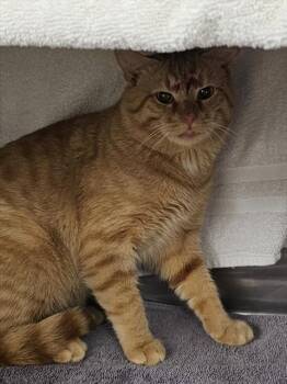 Domestic Short Hair Cats Available for Adoption - SOLAS THE BARN CAT | PetCurious