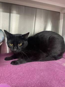 Domestic Short Hair Cats Available for Adoption in Fort Worth, Texas - Elvira | PetCurious