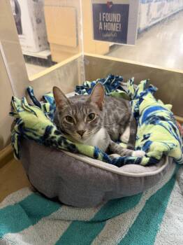 Deb & Scully (bonded pair) -  Domestic Short Hair Cat for Adoption in Wheaton, Illinois - Deb & Scully (bonded Pair) | PetCurious