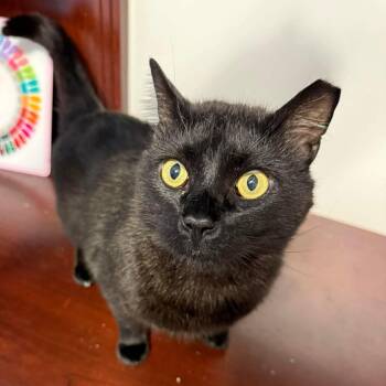 Bombay and Domestic Short Hair Cats Available for Adoption in Rossville, Georgia - Romeo | PetCurious
