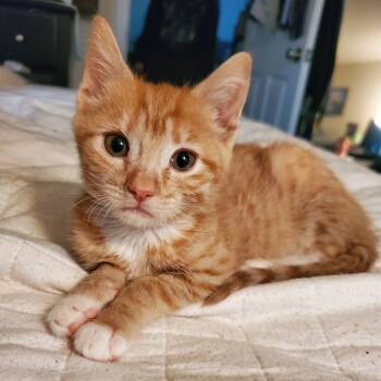 Rescue Domestic Short Hair Cats for Adoption in Fredericksburg, Virginia - Complex Feast | PetCurious