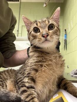 Domestic Short Hair Cats Available for Adoption - ONIGIRI | PetCurious