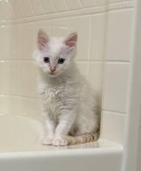 Simon -  Domestic Long Hair Cat Available for Adoption - Simon | PetCurious