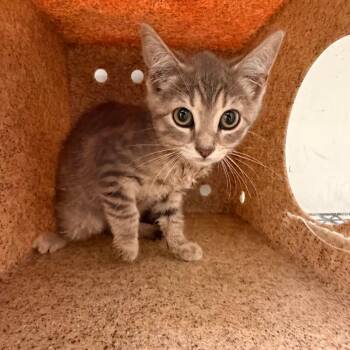Sabi -  Domestic Short Hair Cat for Adoption in Philadelphia, Pennsylvania - Sabi | PetCurious