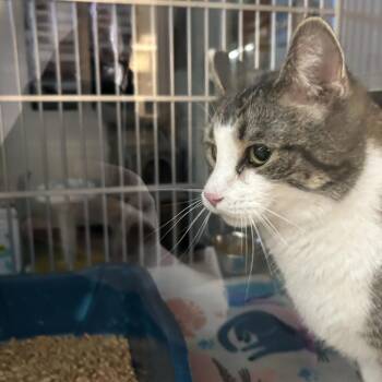 Cyprus -  American Shorthair Cat for Adoption in Cedar Rapids, Iowa - Cyprus | PetCurious