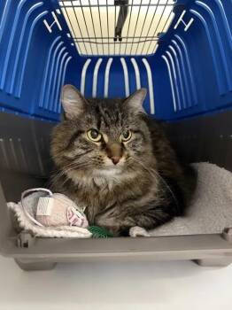 Trico -  Domestic Medium Hair Cat for Adoption in Saint Paul, Minnesota - Trico | PetCurious