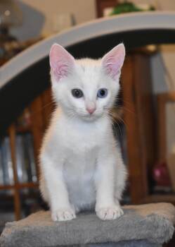 Tria -  Turkish Angora Cat for Adoption in Davis, California - Tria | PetCurious