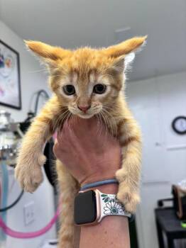 Jewel -  Domestic Short Hair Cat for Adoption in Brookings, Oregon - Jewel | PetCurious