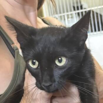 Tailor -  Domestic Short Hair Cat for Adoption in Bentonville, Arkansas - Tailor | PetCurious