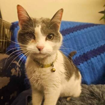 Rescue Domestic Short Hair Cats for Adoption in Baldwin, Wisconsin - Silverbell | PetCurious