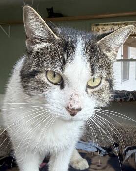 Rescue Domestic Short Hair Cats for Adoption in Springfield, Vermont - Ingela | PetCurious