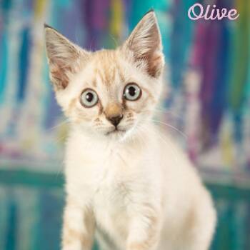 Rescue Siamese Cats for Adoption in Springfield, Missouri - Olive | PetCurious