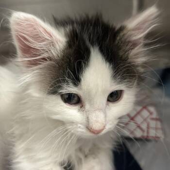 Bret -  Domestic Short Hair Cat for Adoption in Salt Lake City, Utah - Bret | PetCurious