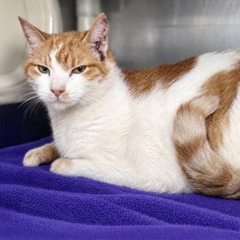 Punkin -  Domestic Short Hair Cat for Adoption in Austin, Texas - Punkin | PetCurious