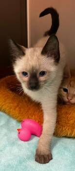 Zion -  Domestic Short Hair Cat for Adoption in Logan, Utah - Zion | PetCurious
