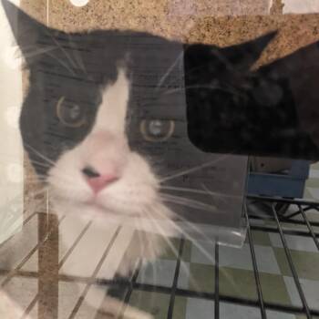 Smokey Joseph -  Domestic Short Hair Cat for Adoption in Philadelphia, Pennsylvania - Smokey Joseph | PetCurious