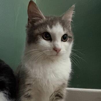 Domestic Short Hair Cats Available for Adoption - Jojo | PetCurious