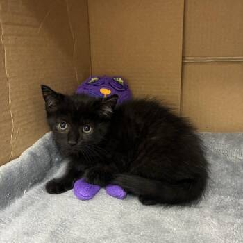 Quesadilla -  Domestic Short Hair Cat for Adoption in Windsor, Virginia - Quesadilla | PetCurious