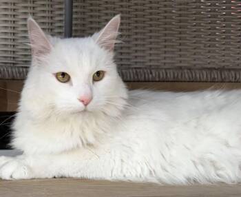 Mr.Kitty -  Domestic Long Hair Cat for Adoption in North Huntingdon, Pennsylvania - Mr.Kitty | PetCurious