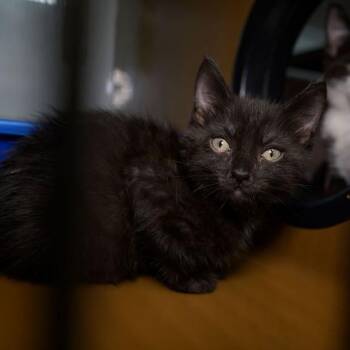 MELISSA -  Domestic Short Hair Cat for Adoption in Richmond, California - MELISSA | PetCurious