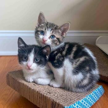 Waylon and Willie -  Domestic Short Hair Cat for Adoption in Stamford, Connecticut - Waylon And Willie | PetCurious