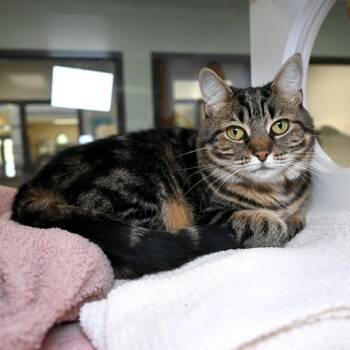 Blanche -  Domestic Medium Hair Cat for Adoption in West Palm Beach, Florida - Blanche | PetCurious