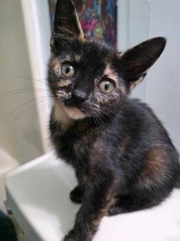 Poppy -  Domestic Short Hair Cat for Adoption in Virginia Beach, Virginia - Poppy | PetCurious