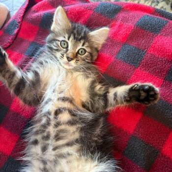 Cassidy -  Domestic Medium Hair Cat for Adoption in Marshall, Virginia - Cassidy | PetCurious