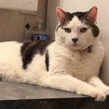 Sebastian -  American Shorthair Cat for Adoption in Bethel, Connecticut - Sebastian | PetCurious