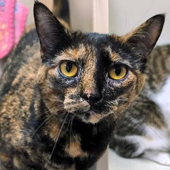 Rogue- Bonded with Cupcake -  Domestic Short Hair Cat for Adoption in West Jefferson, Ohio - Rogue- Bonded With Cupcake | PetCurious