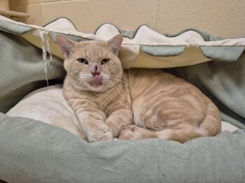Maynard -  Domestic Short Hair Cat for Adoption in Schertz, Texas - Maynard | PetCurious