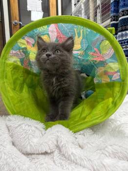 Domestic Long Hair Cats Available for Adoption - 26-08 Havoc | PetCurious