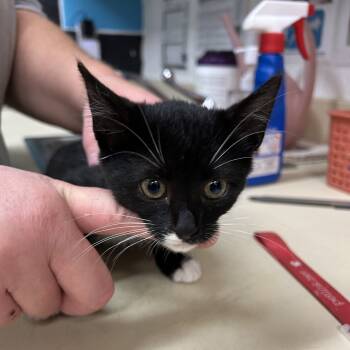 Rescue Domestic Short Hair Cats for Adoption in Ardmore, Oklahoma - Kaylee | PetCurious