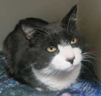 Domestic Short Hair Cats Available for Adoption in Brockton, Massachusetts - Bandit | PetCurious