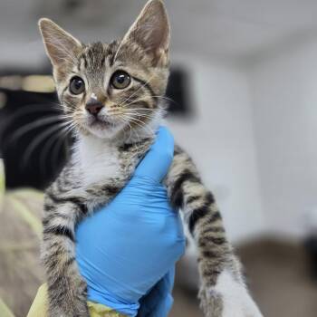 Potato Chip -  Domestic Short Hair Cat for Adoption in Incline Village, Nevada - Potato Chip | PetCurious
